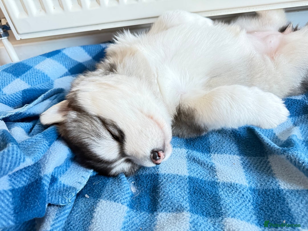 Alaskan Malamute dogs for sale: Gorgeous girl for sale - Advert 6