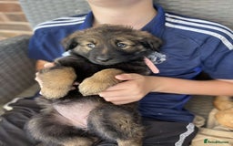 Mixed Breed dogs for sale: Rottweiler mixed with German Shepherds in Shrewsbury - Image 10