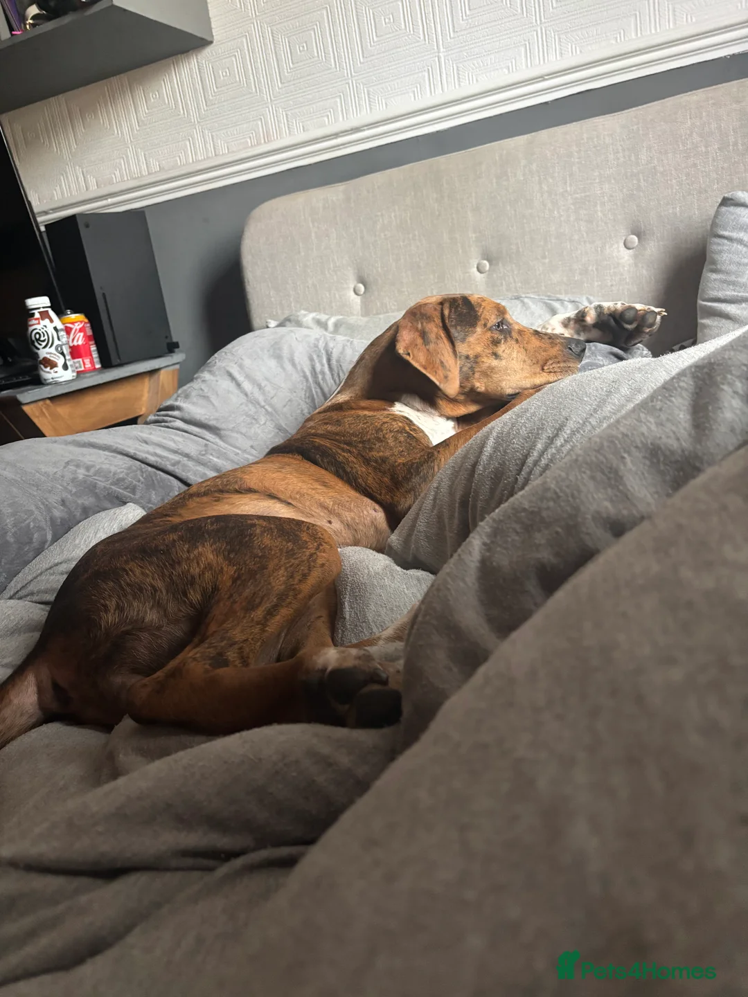 Mixed Breed dogs for sale: Fraya - Advert 3