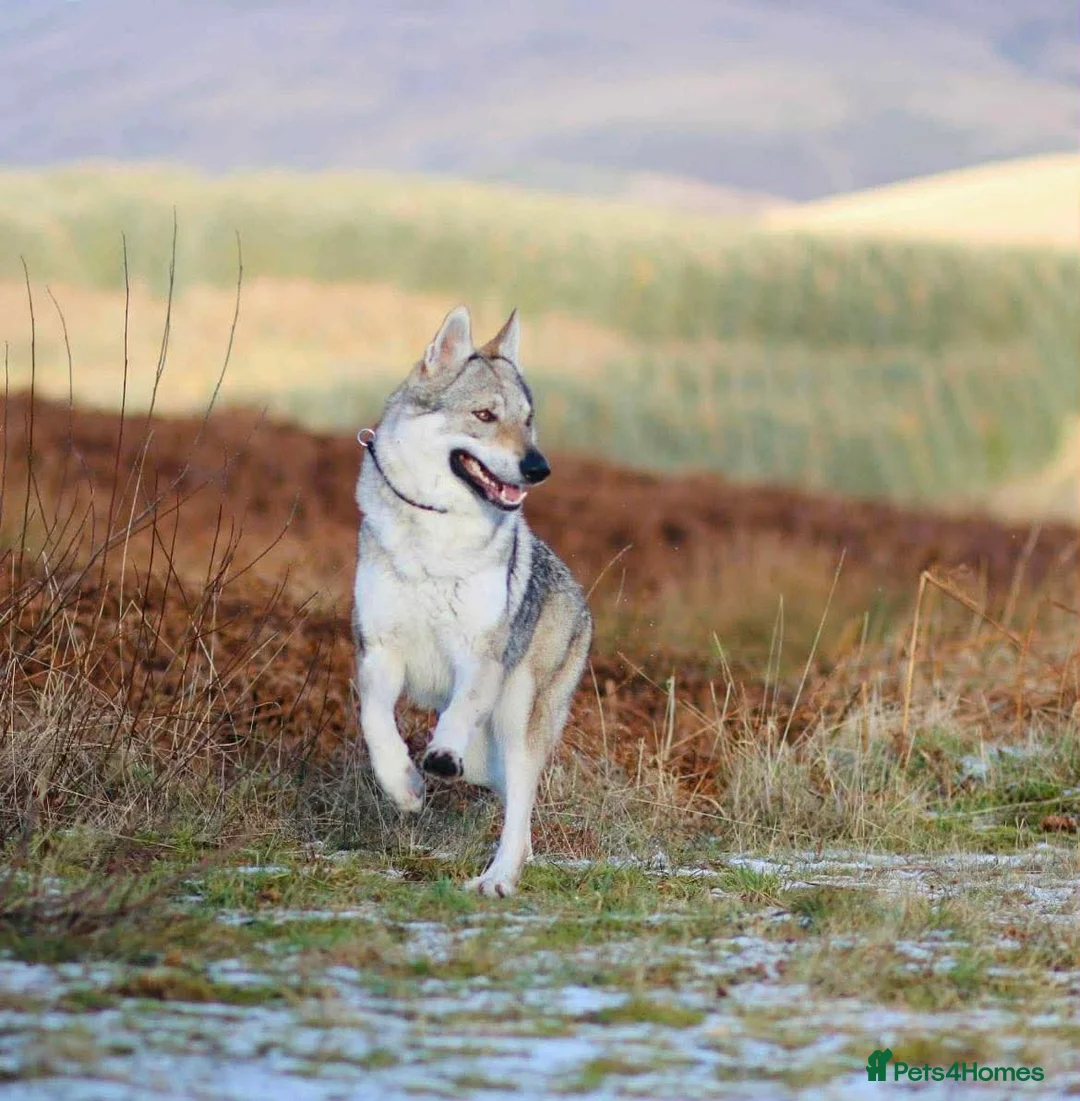 Saarloos Wolfdog dogs for sale: Saarloos Wolfdog  - Advert 7
