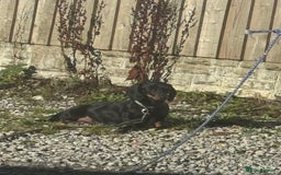 Dachshund dogs for sale: 💖💙💙 puppies 🐶  - Image 6