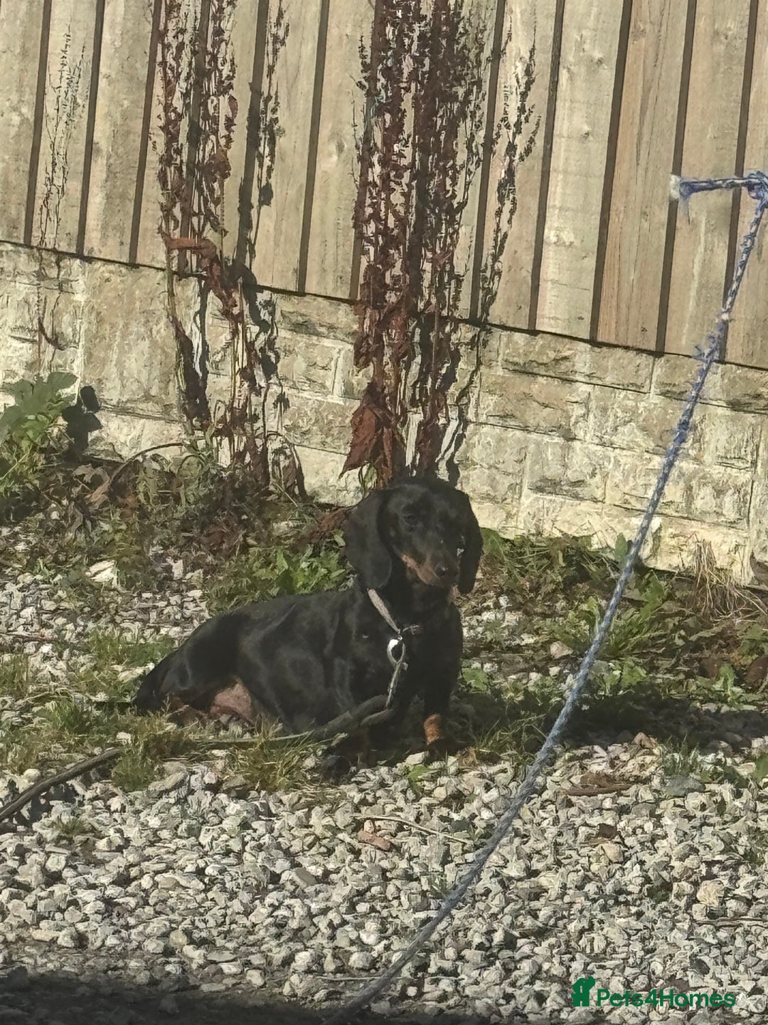 Dachshund dogs for sale: 💖💙💙 puppies 🐶  - Image 6