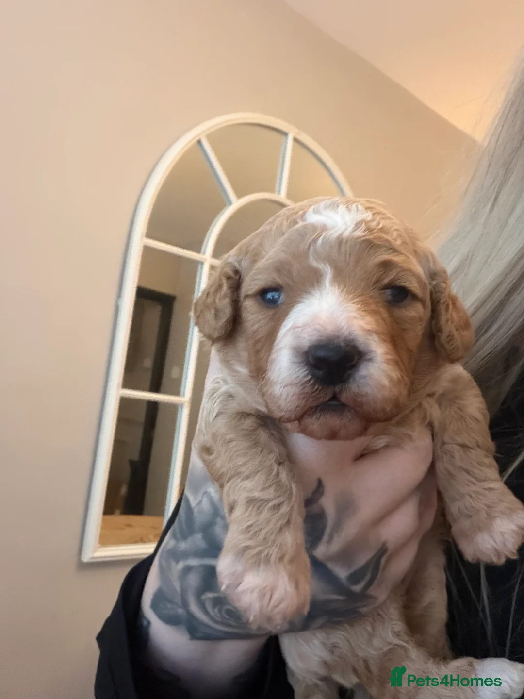 Cavapoo dogs for sale:  EXTRA TINY & CURLY female F2 toy cavapoo puppies - Advert 26
