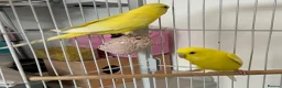 Budgerigars birds for sale: Lutino baby budgies  - Advert 3