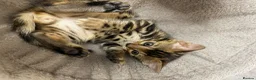Bengal cats for sale: Bengal kittens  - Advert 30