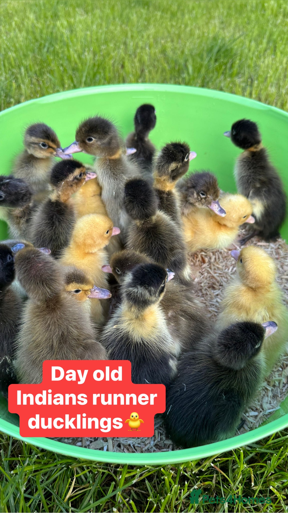Ducks poultry Female ducklings, runners, mini appleyard, khakis  - Advert 2