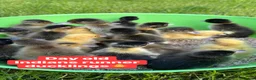 Ducks poultry for sale: Female ducklings, runners, mini appleyard, khakis  - Advert 2