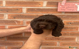 Cocker Spaniel dogs for sale: 🐾🐶 SHOW TYPE COCKER SPANIELS🐶🐾 - Image 9