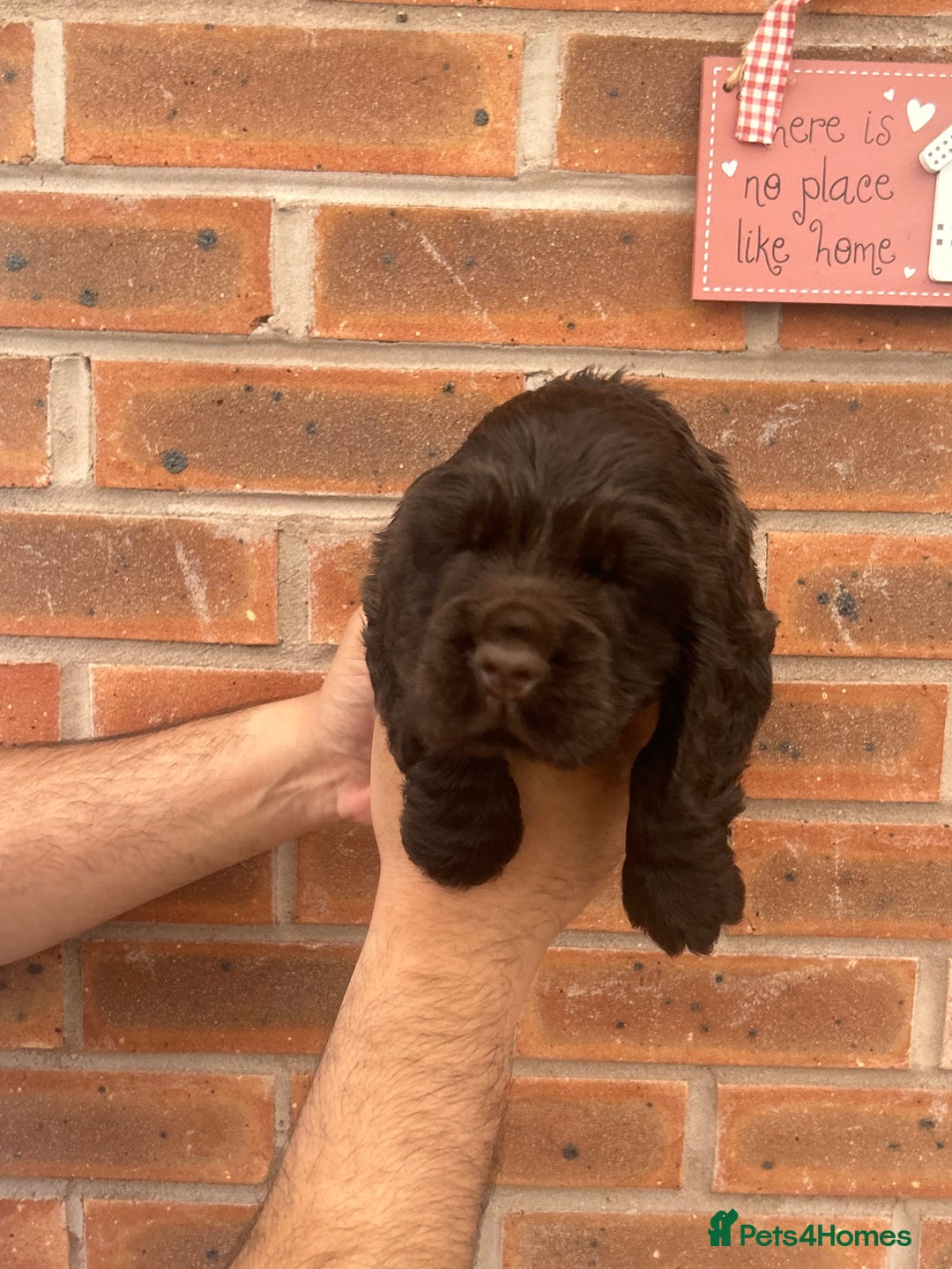 Cocker Spaniel dogs for sale: 🐾🐶 SHOW TYPE COCKER SPANIELS🐶🐾 - Image 9