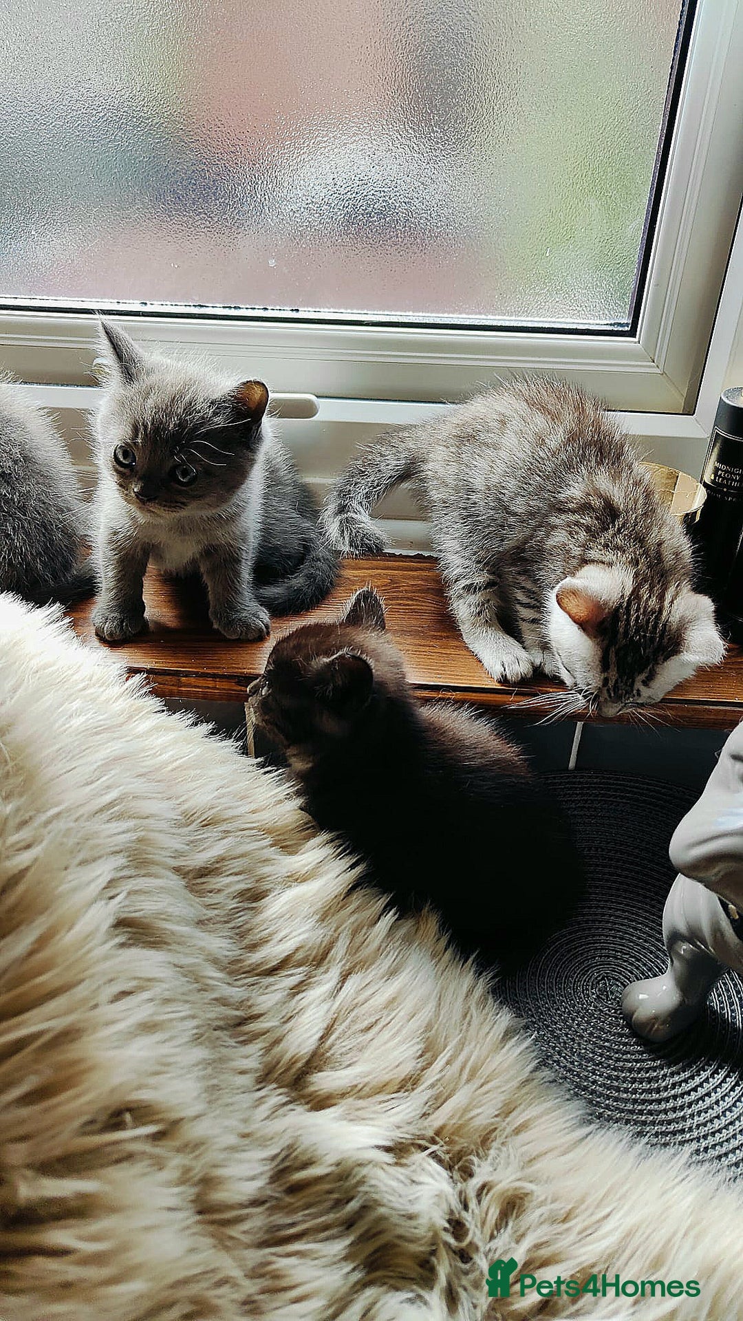 Scottish Fold cats for sale: ❤️Gorgeous Scottish Fold Straight ears kittens❤️ - Image 18