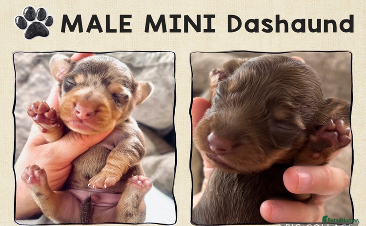 Miniature Dachshund dogs - Advert 13