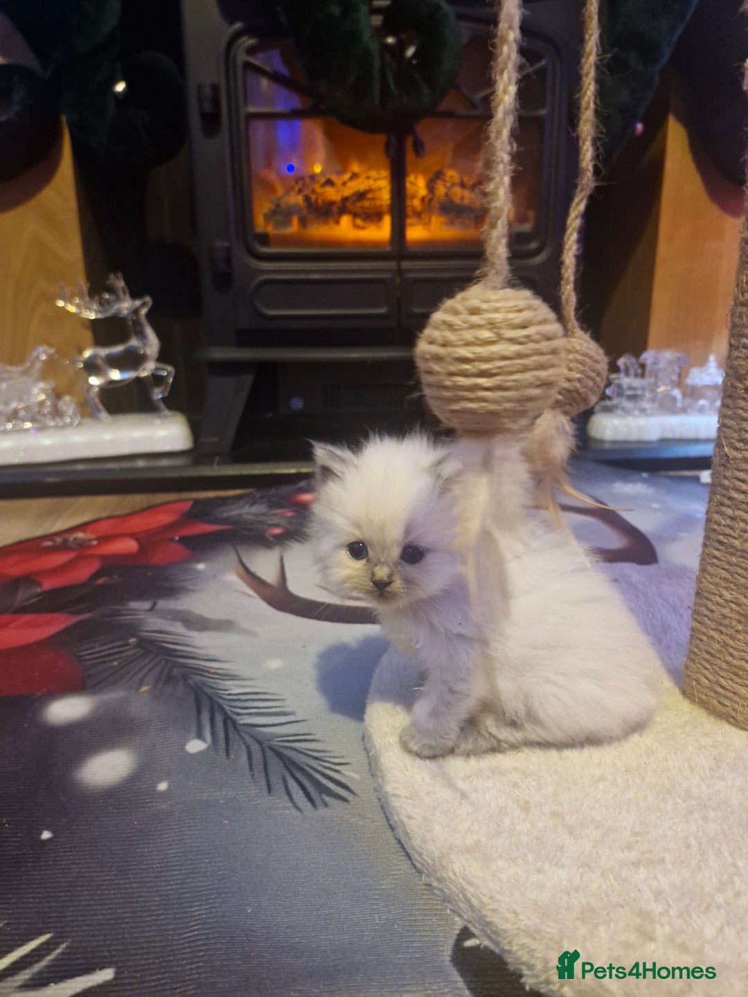 Ragdoll cats for sale: Lovely ragdoll baby's  - Advert 6