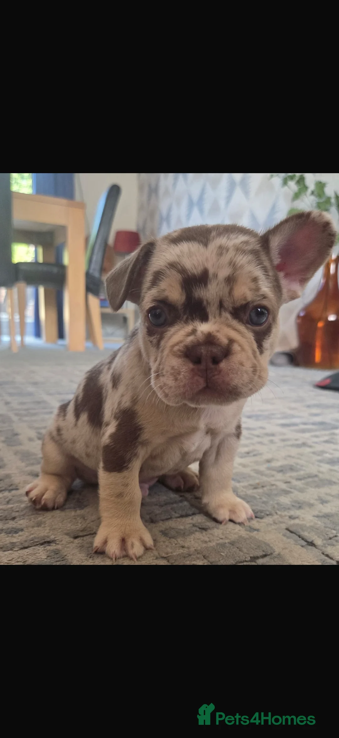 French Bulldog dogs for sale: French bulldogs for sale ready in 3 weeks - Advert 2