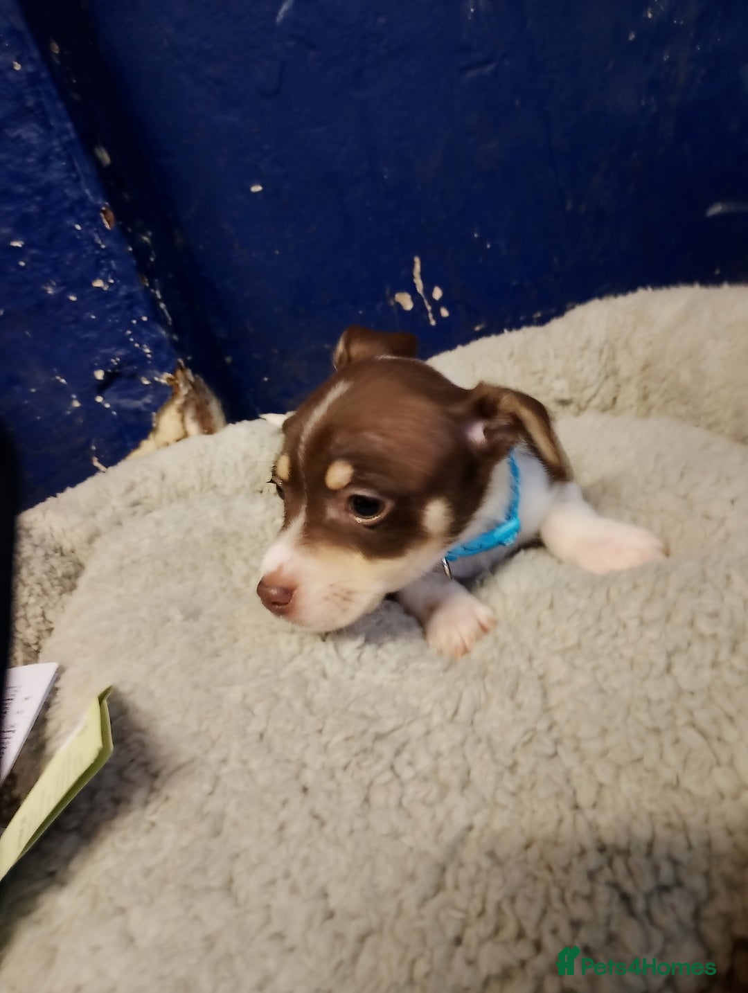 Mixed Breed dogs for sale: Four bueatuful pups forsale  - Advert 10