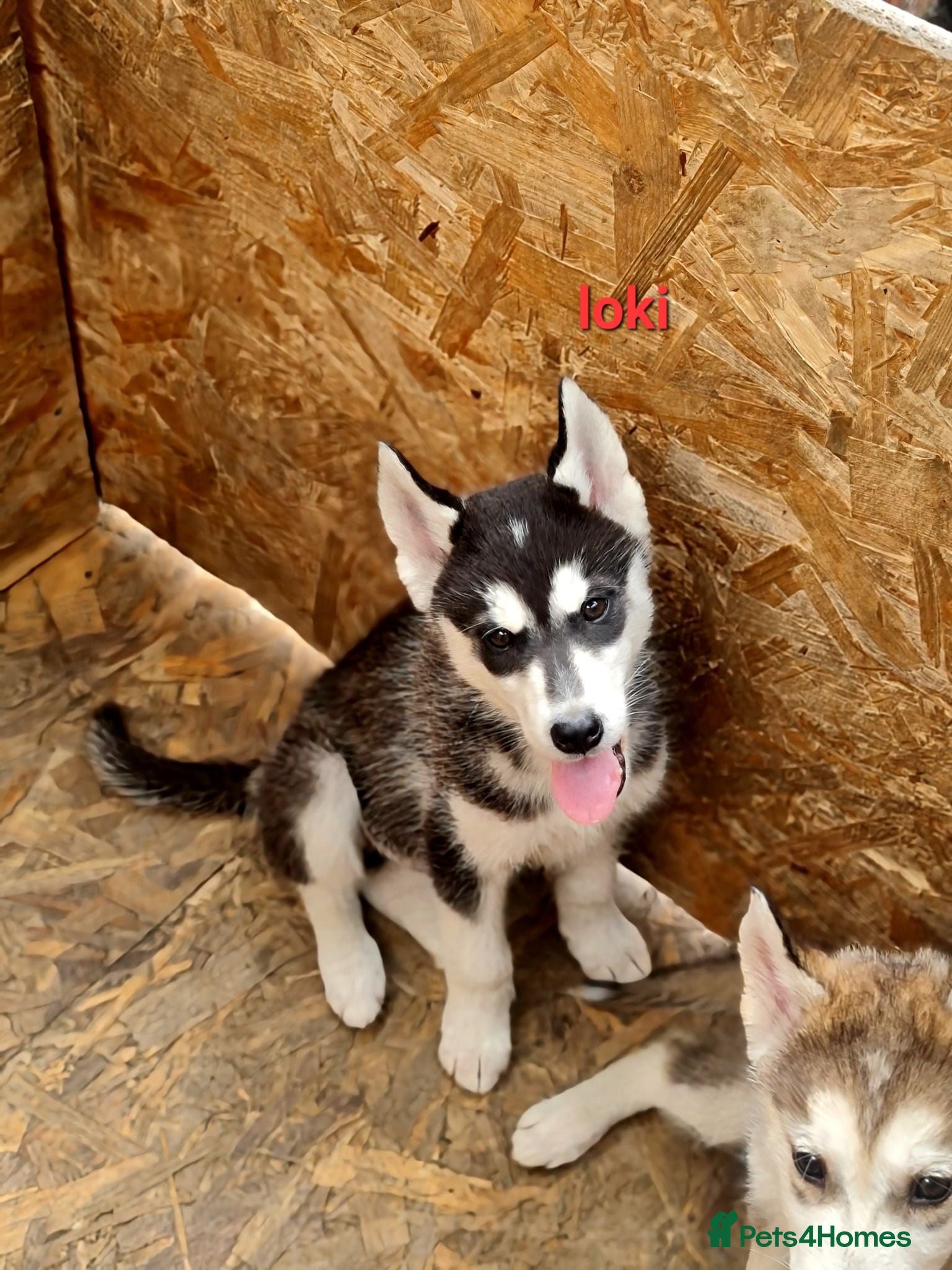 Siberian Husky dogs 4 boys siberian husky puppies available  - Advert 8