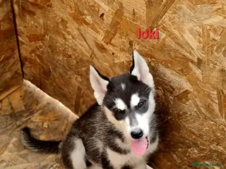 Siberian Husky dogs 4 boys siberian husky puppies available - Advert 8