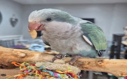 Parrots birds for sale: Handreared DNA tested baby Quaker Parrots  - Image 5