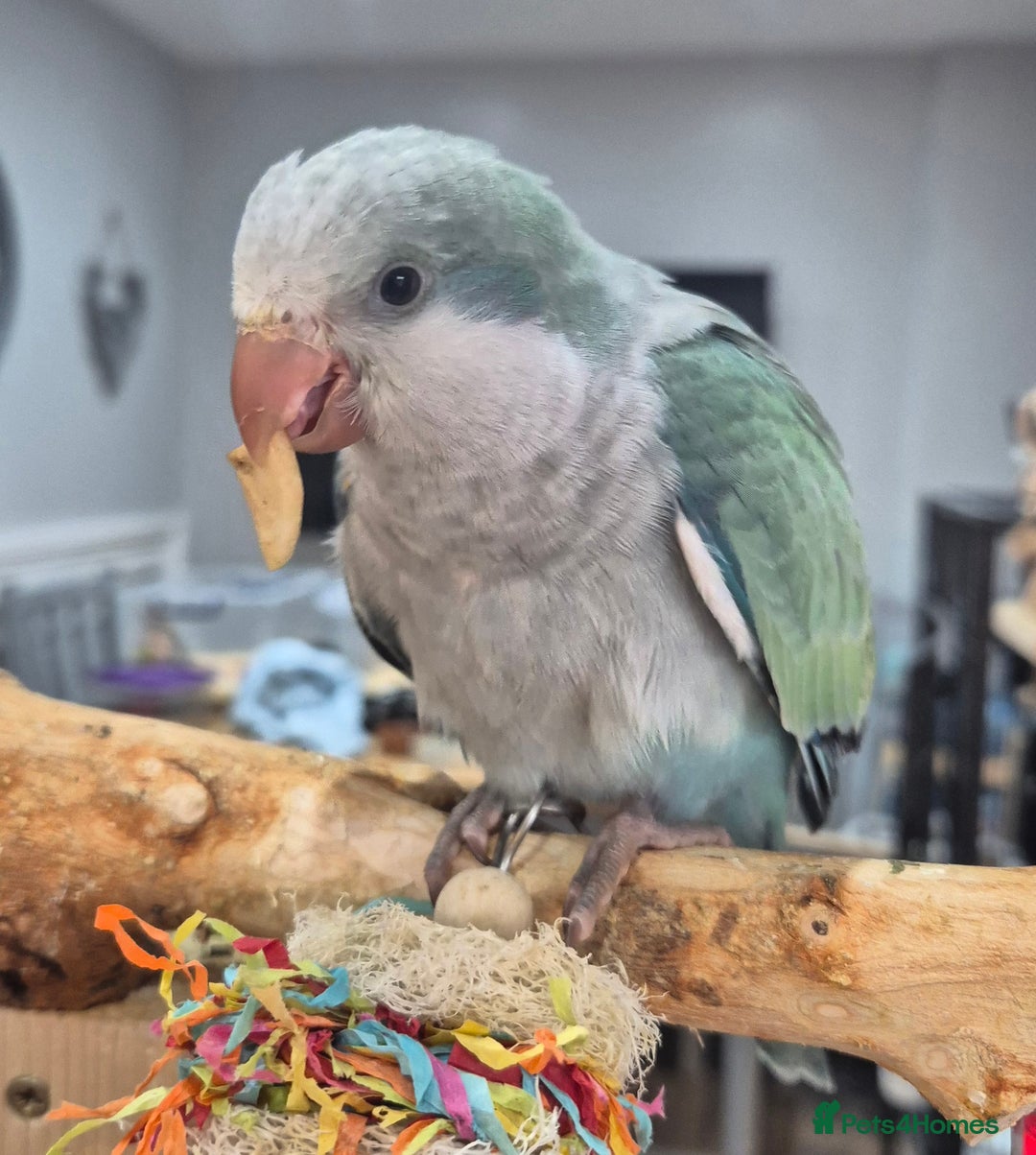 Parrots birds for sale: Handreared DNA tested baby Quaker Parrots  - Image 5