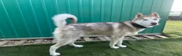 Siberian Husky dogs for sale: Full SiberianHusky Looking for a Loving Home - Advert 5