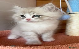 RagaMuffin cats for sale: PEDIGREE RAGAMUFFIN KITTENS RARE - Image 3