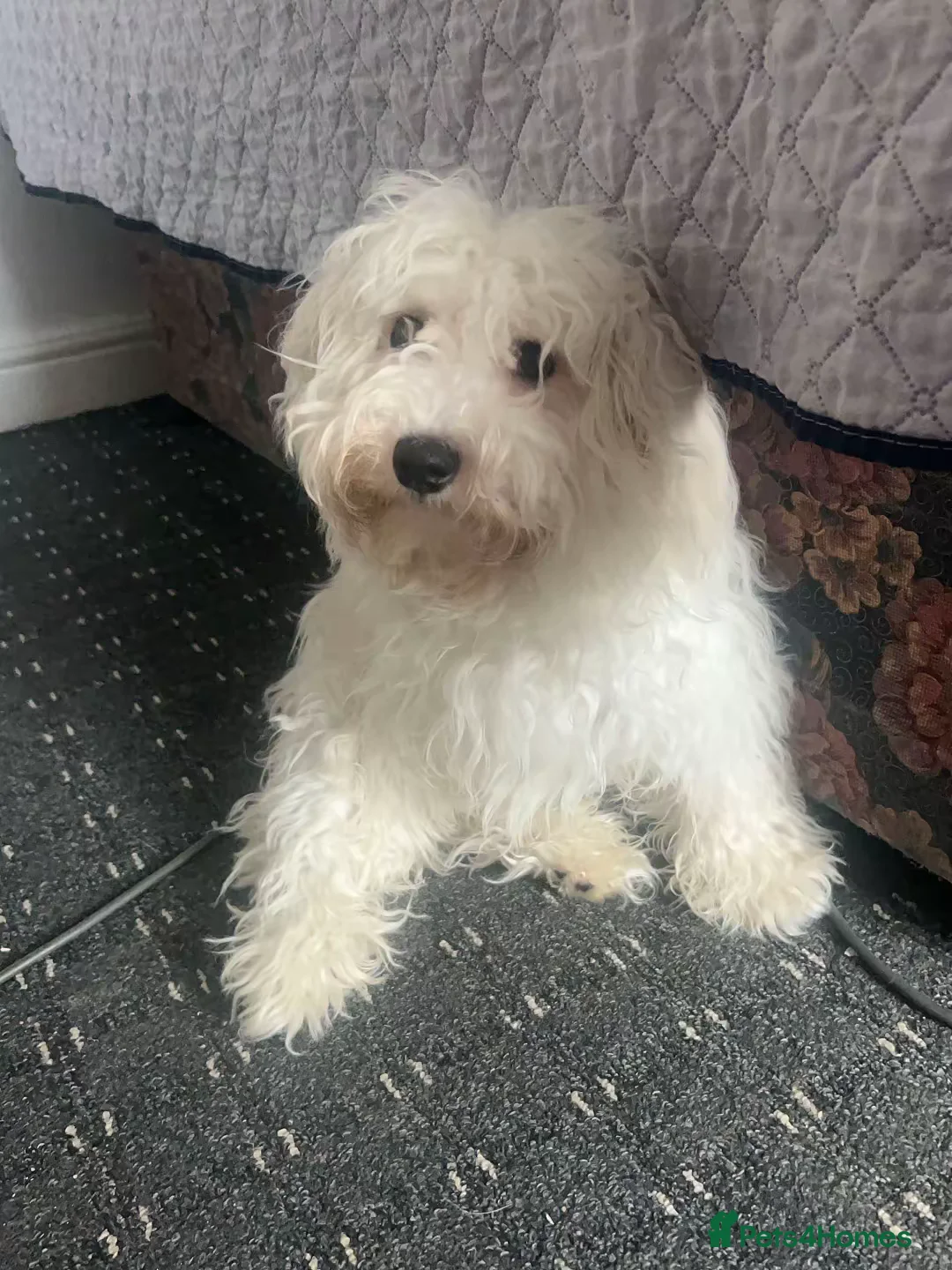 Bichon Frise dogs for sale: Bichon frise in Nelson - Advert 1