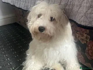 Bichon Frise dogs Bichon frise - Advert 1