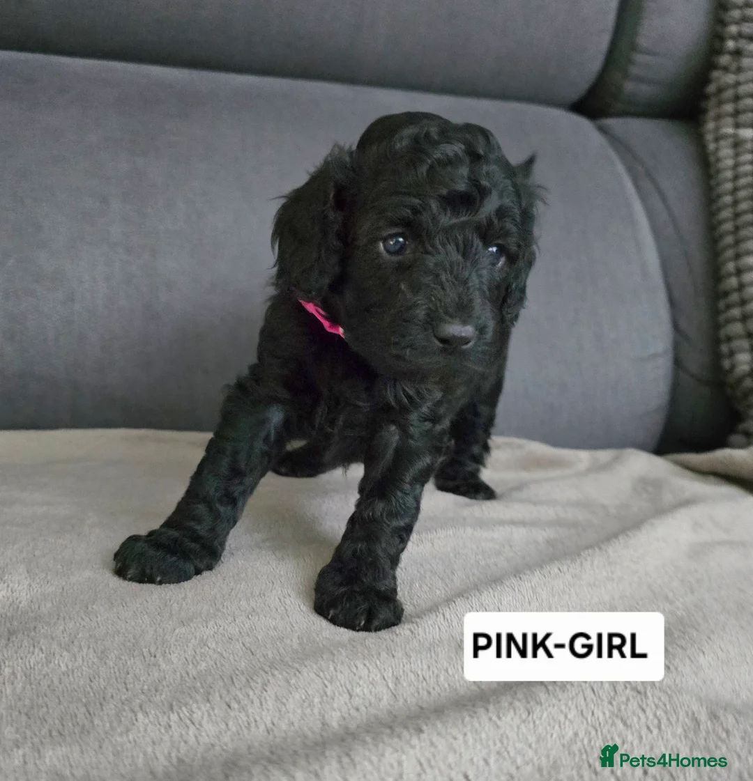 Toy Poodle dogs for sale: BEAUTIFULL BLACK TOY POODLES  - Advert 22