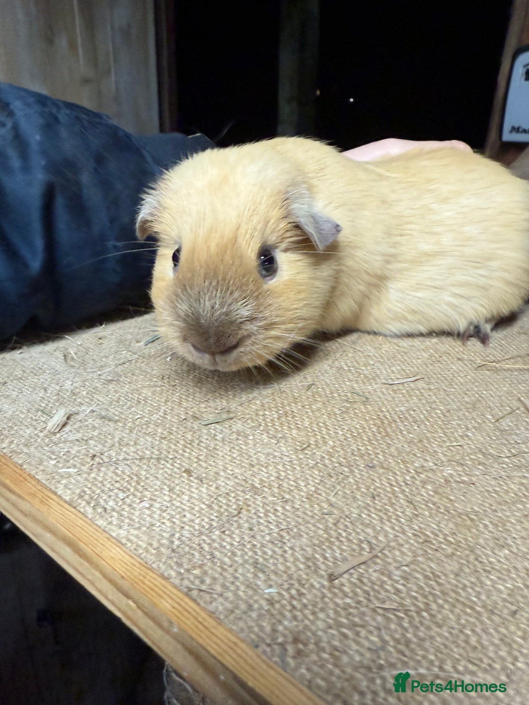 Guinea Pig rodents for sale: Pure bred California & Swiss guineapigs  - Advert 10