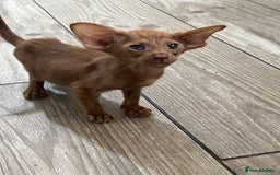 Oriental cats for sale: Cinnamon boy and Havana girl  - Image 3