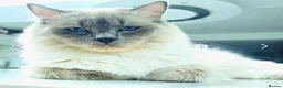 Ragdoll cats for sale: ADORABLE GCCF REG CHAMPION LINE RAGDOLL KITTENS in Ashford - Advert 3