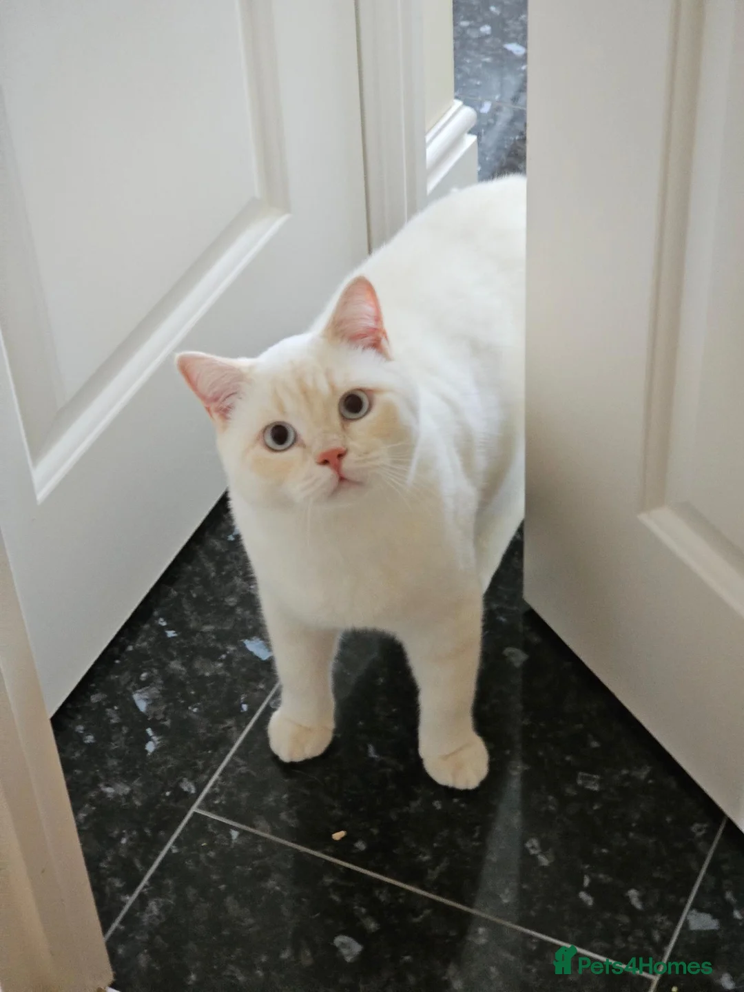 British Shorthair cats for sale: REDUCED BSH boys, GCCF reg - Advert 4