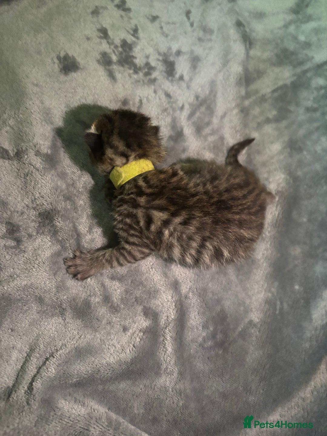 Mixed Breed cats for sale: Half bengals  - Image 4