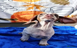 Miniature Dachshund dogs for sale: Fully vac RAINBOW MIX MINI DAXI KC REG PRA CLR - Image 6