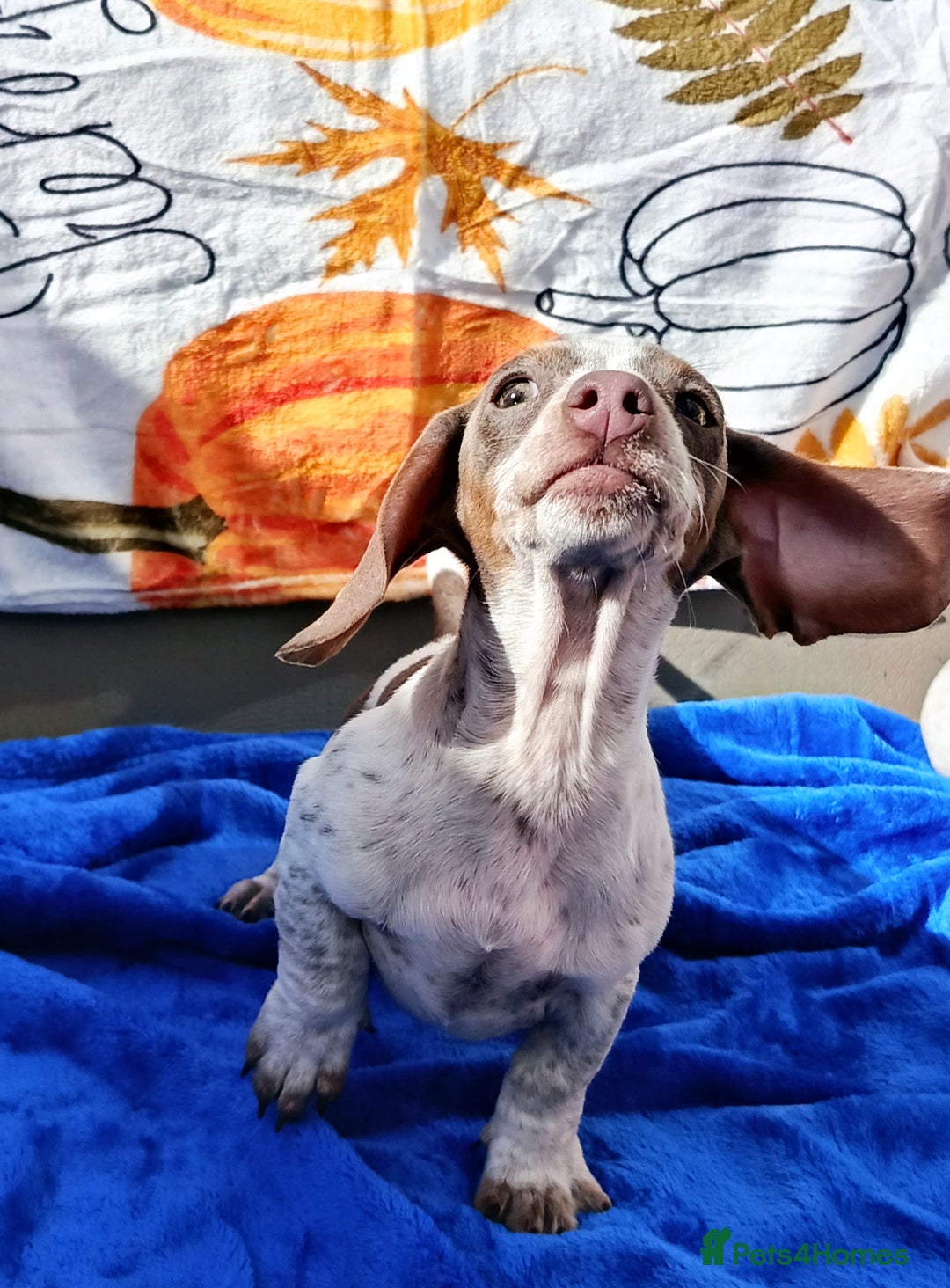 Miniature Dachshund dogs for sale: Fully vac RAINBOW MIX MINI DAXI KC REG PRA CLR - Image 6