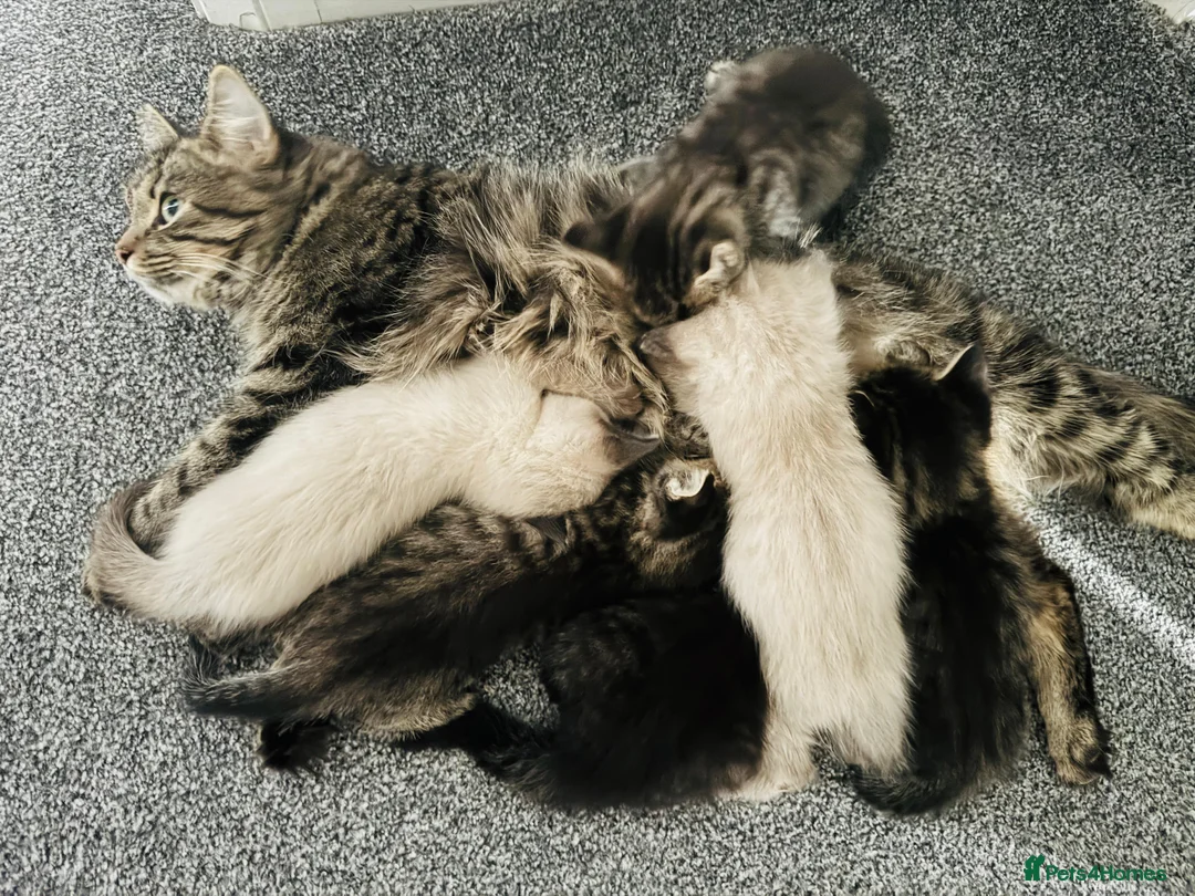 Mixed Breed cats for sale: Tabby-Ragdoll Kittens – Ready for a Forever Homes! - Advert 2