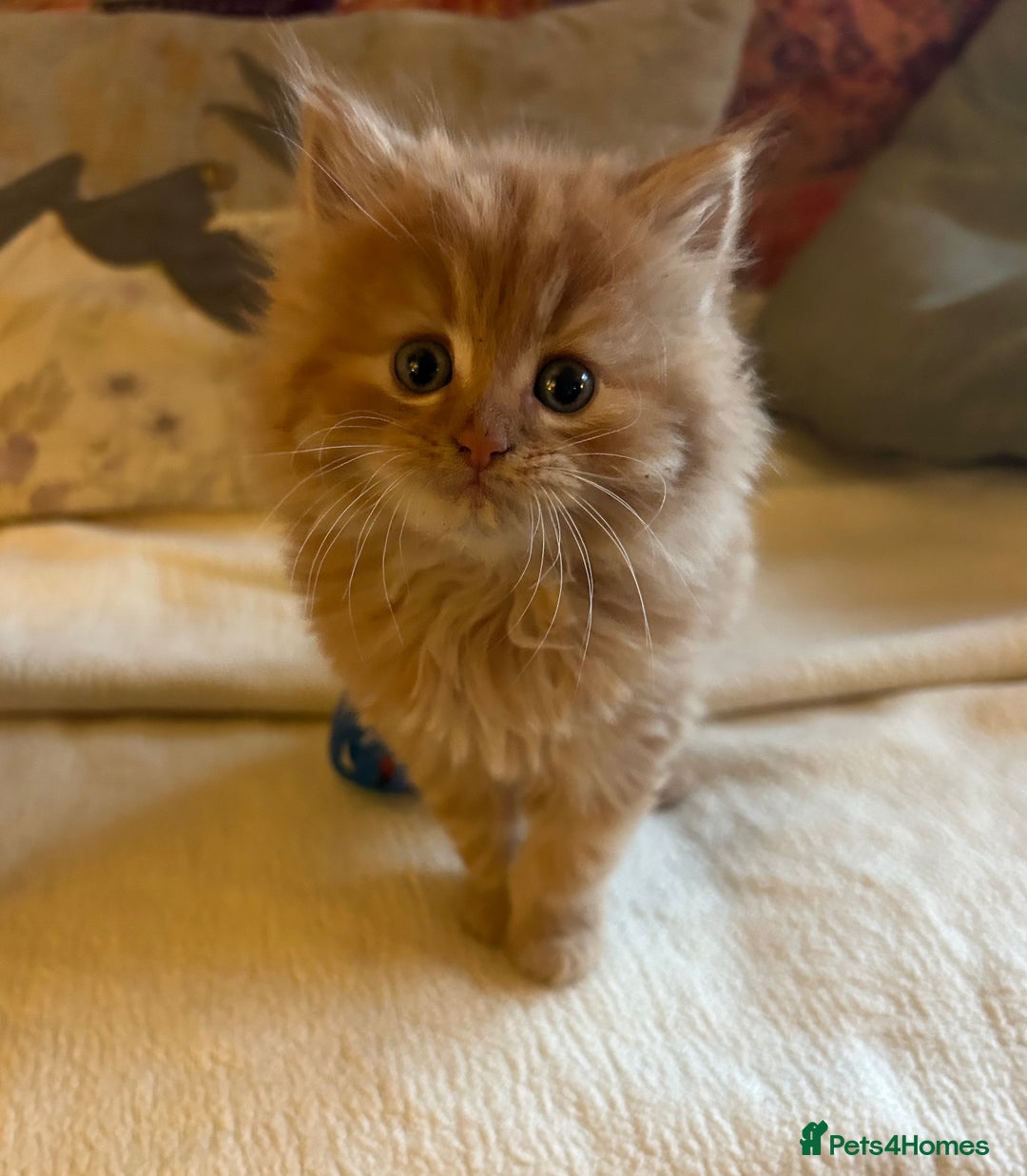 Persian cats for sale: GORGEOUS PERSIAN X KITTENS - Advert 7
