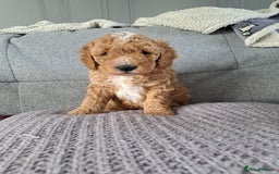 Cavapoo dogs for sale: 3 Gorgeous Cavapoo puppies - Image 3