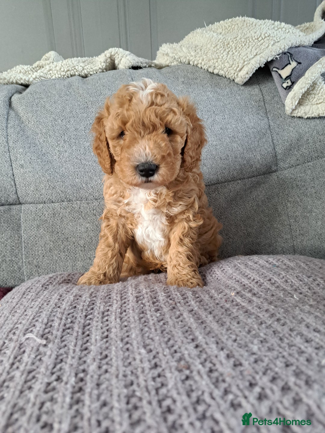 Cavapoo dogs for sale: 3 Gorgeous Cavapoo puppies - Image 3
