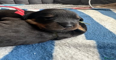Rottweiler dogs - Advert 8
