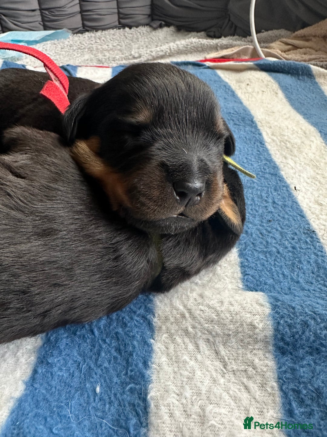 Rottweiler dogs for sale: Rottweiler puppies  - Image 2