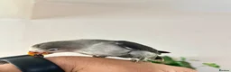 Lovebirds birds for sale: Tame Lovebird Babies – Rare Colours - Advert 5