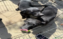 Labrador Retriever dogs for sale: Stunning black Labrador puppies  - Image 9