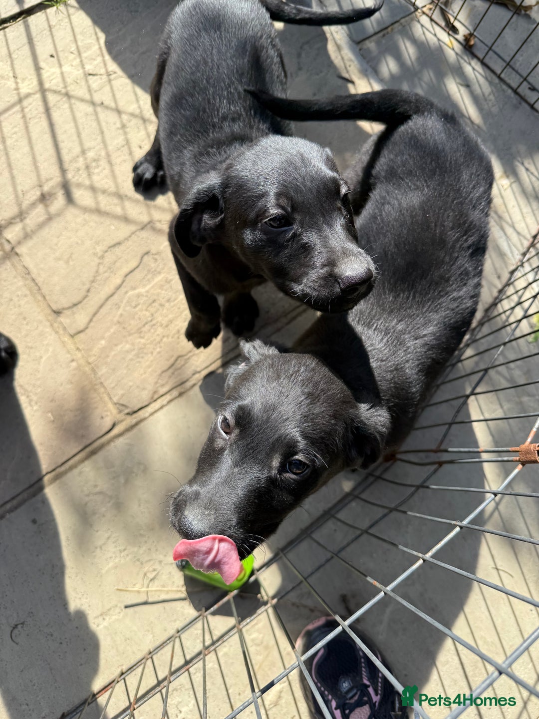 Labrador Retriever dogs for sale: Stunning black Labrador puppies  - Image 9