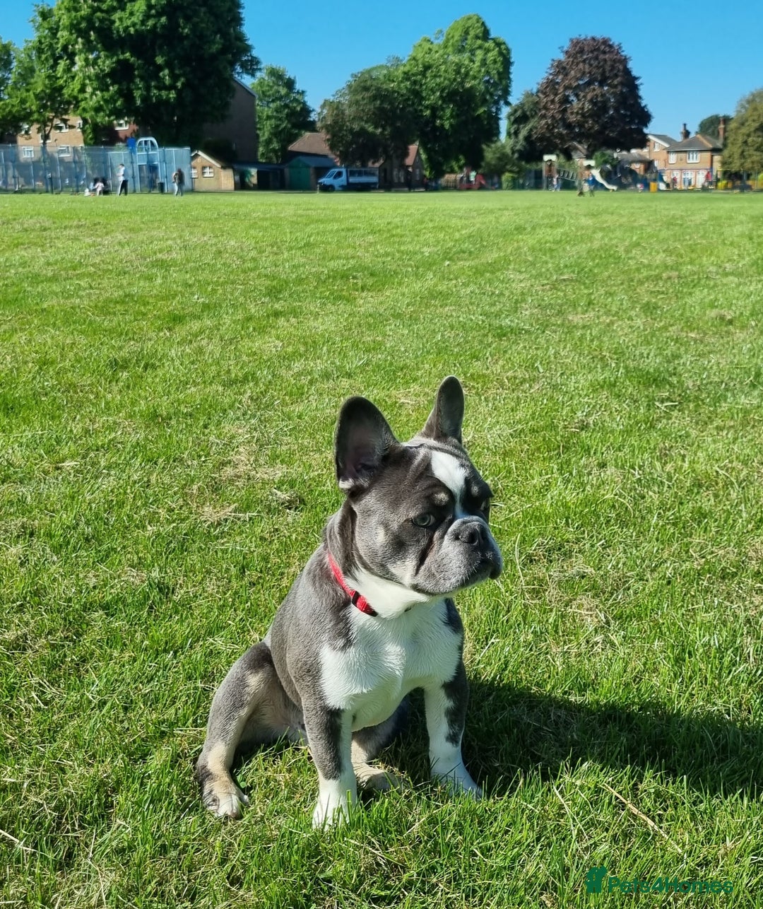 French Bulldog dogs for sale: Blue Fawn French Bulldog Puppy Girl - Advert 14