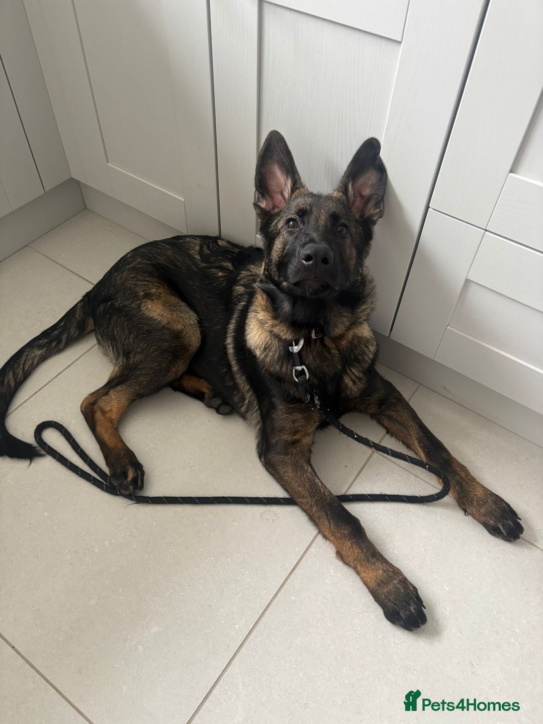 German Shepherd dogs for sale: Stunning Working line German Shepherd - Advert 2