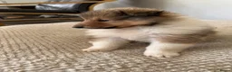 Rough Collie dogs for sale: Friendly, Confident Sable/White Male Rough Collie  - Advert 6