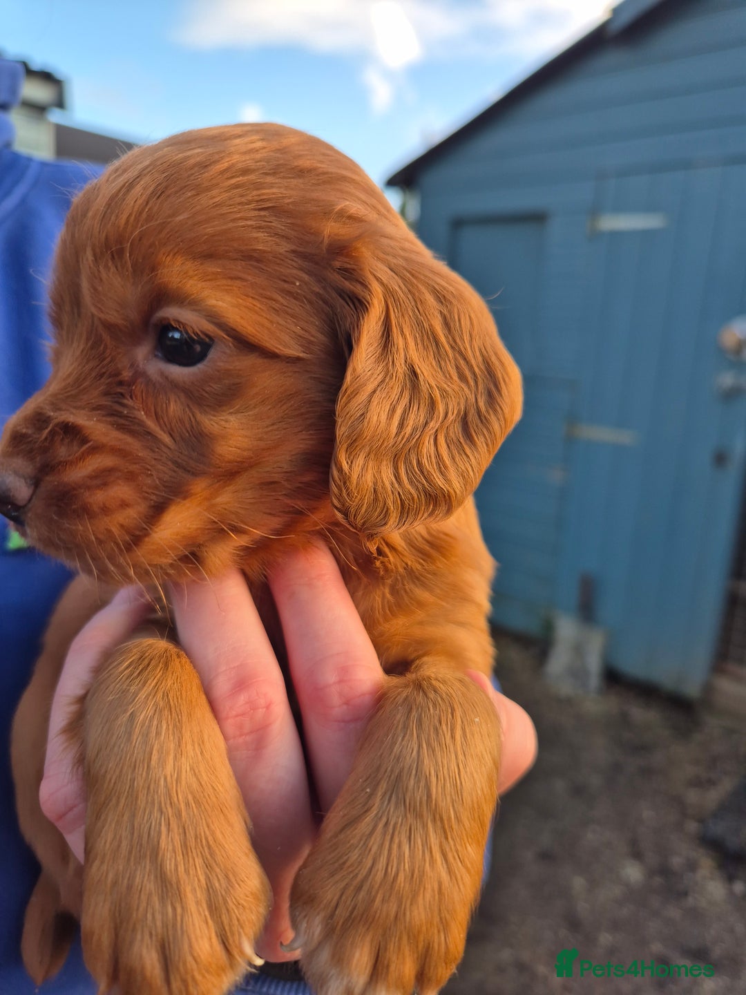 Golden Retriever dogs for sale: Lovely boy pup - Advert 7