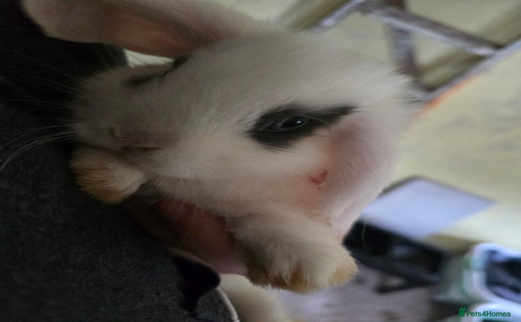 Mini Lop rabbits - Advert 2