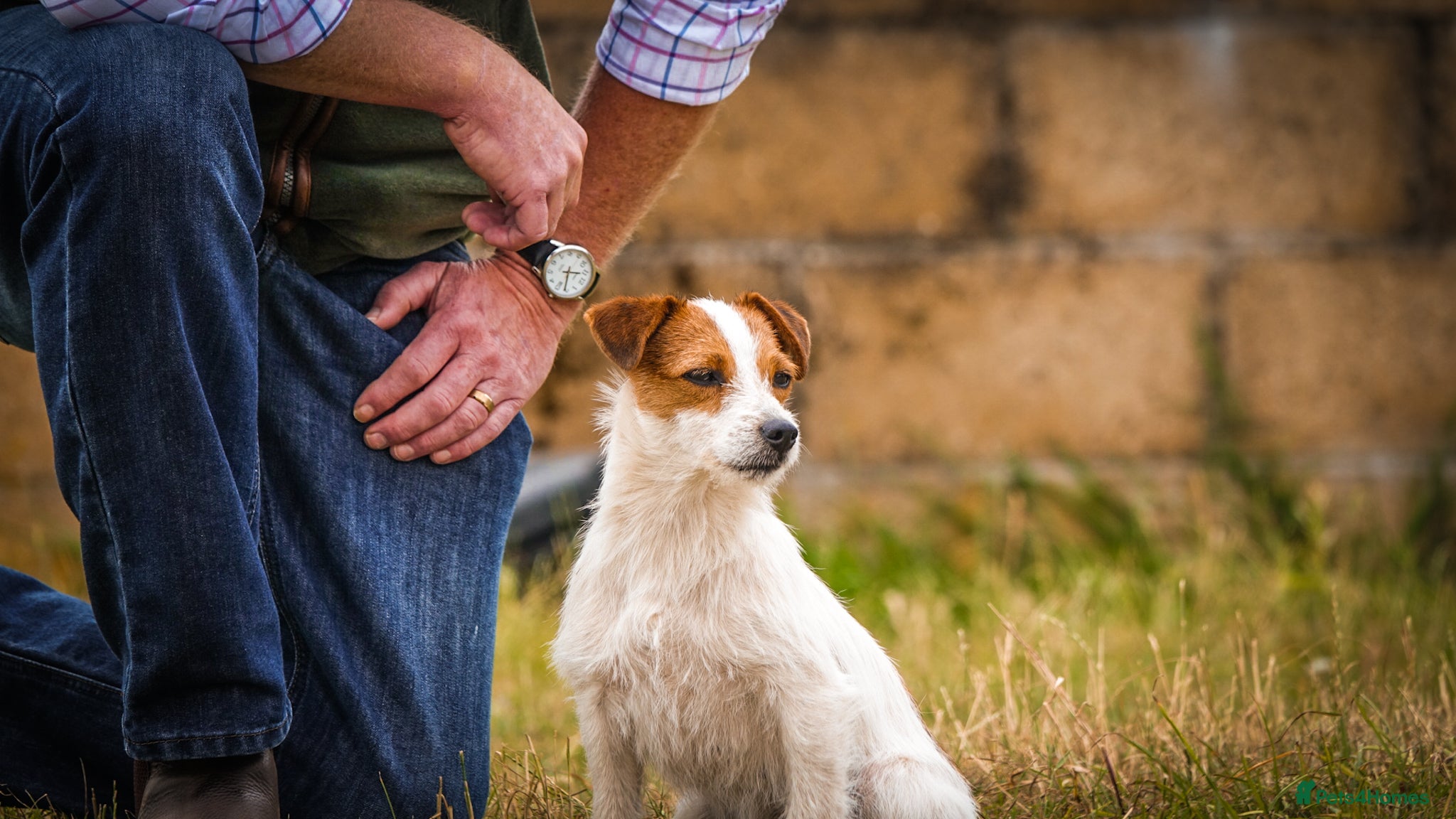 Jack Russell dogs Jack Russell bitch for sale  - Advert 1