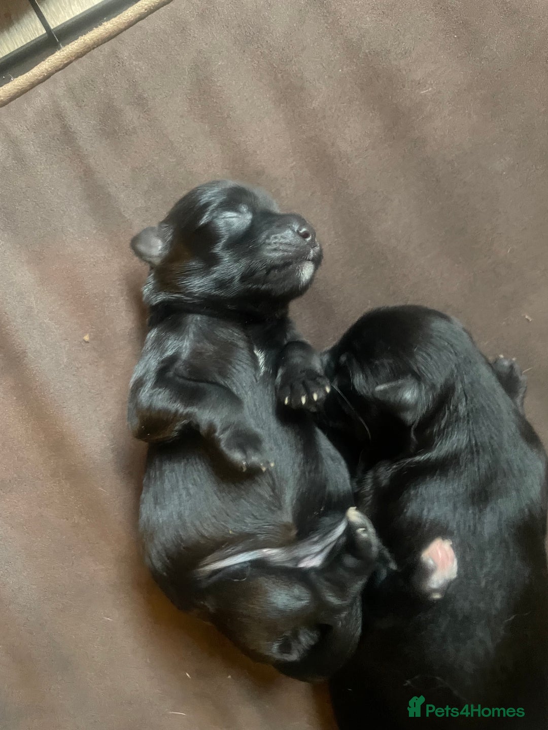 Schnoodle dogs for sale: LAst GIRL REDUCED READY NOW  - Image 10